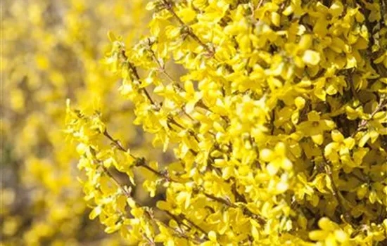 Forsythia x intermedia 'Week End'® Forsythia x intermedia 'Week End'®