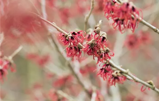 Hamamelis mollis Hamamelis mollis