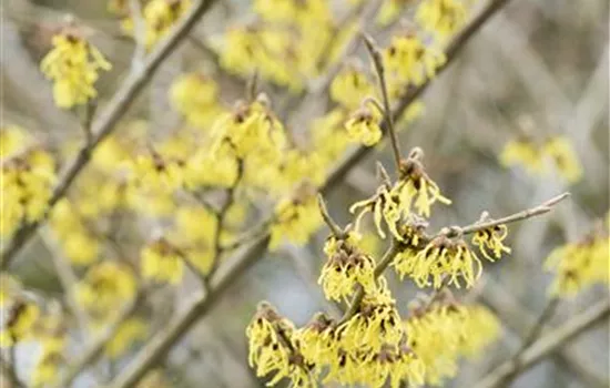 Hamamelis x intermedia 'Arnold Promise' Hamamelis x intermedia 'Arnold Promise'