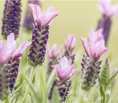 Aronia x prunifolia 'Nero'