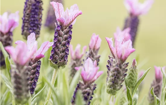Lavandula stoechas, rosa Lavandula stoechas, rosa