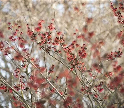 Aronia x prunifolia 'Viking'