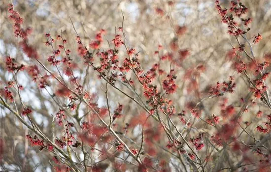 Hamamelis x intermedia 'Diane' Hamamelis x intermedia 'Diane'