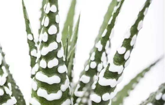 Haworthia fasciata Haworthia fasciata