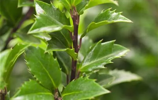 Ilex meserveae Ilex meserveae