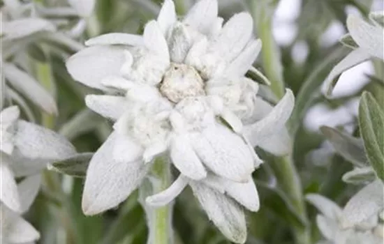 Leontopodium alpinum Leontopodium alpinum