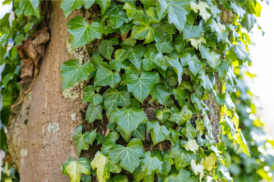 Hedera helix