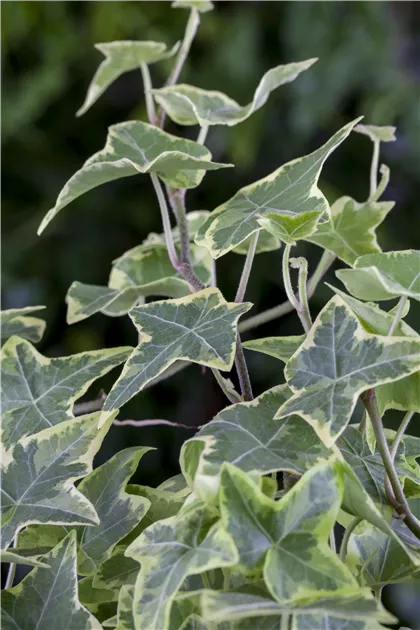 Hedera helix 'Little Diamond'