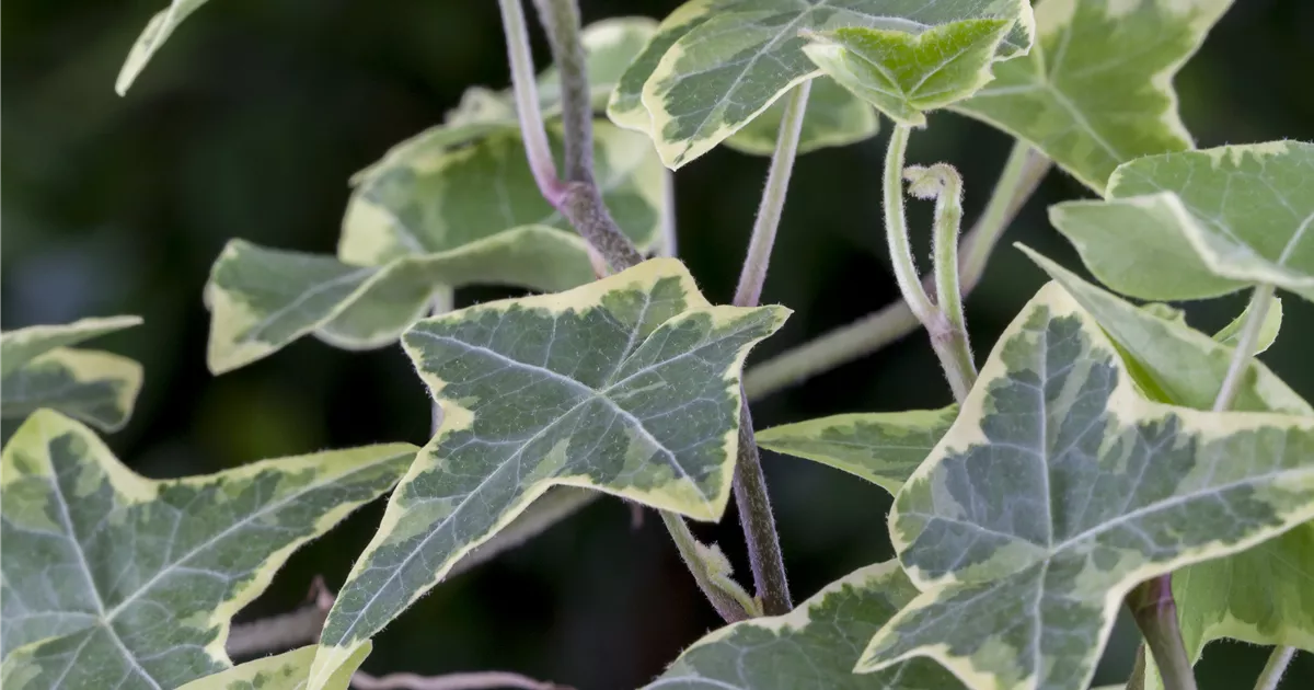 Hedera helix 'Little Diamond'