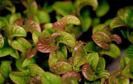 Leucothoe axillaris 'Curly Red'® Leucothoe axillaris 'Curly Red'®
