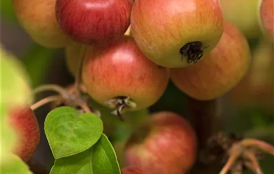Malus 'Evereste'® Malus 'Evereste'®