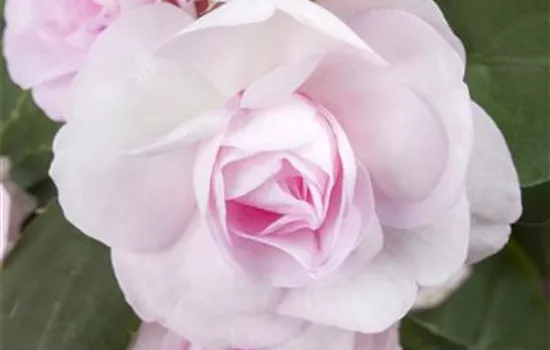 Impatiens walleriana Impatiens walleriana