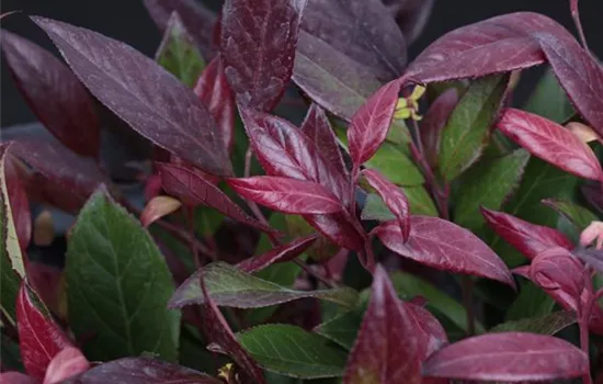 Leucothoe walteri 'Scarletta'® Leucothoe walteri 'Scarletta'®