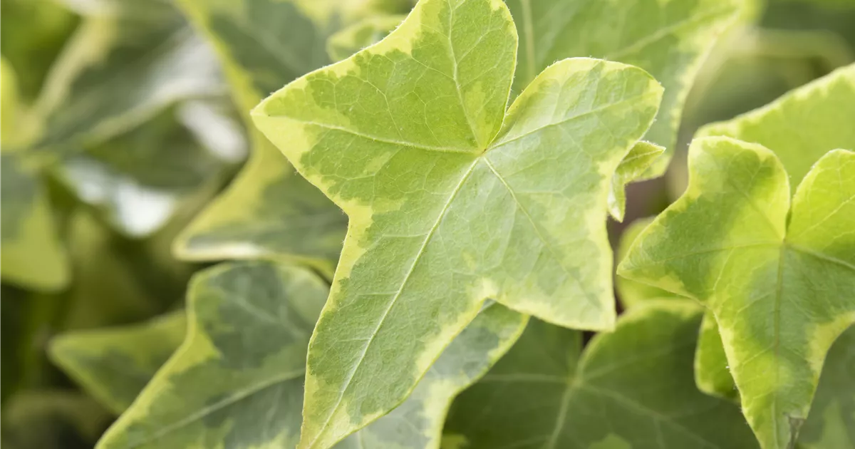 Hedera helix, gelb-grn