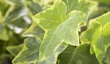 Hedera helix, gelb-grn