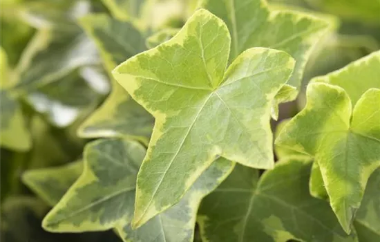 Hedera helix, gelb-grün Hedera helix, gelb-grün