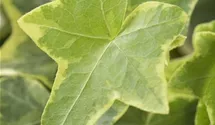 Hedera helix, gelb-grn
