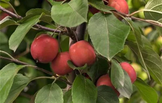 Malus Hybride Malus Hybride