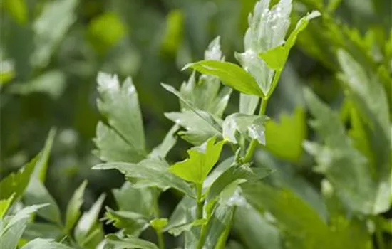 Levisticum officinale Levisticum officinale