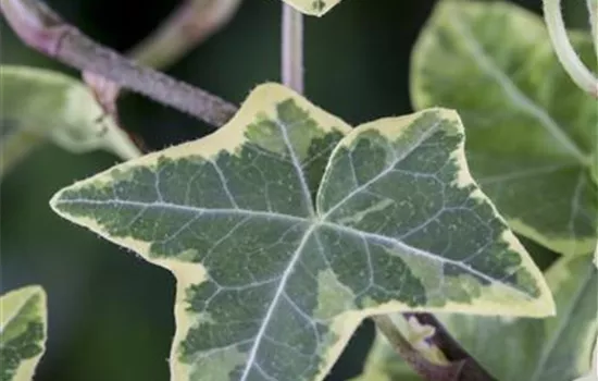 Hedera helix, grün-weiß Hedera helix, grün-weiß