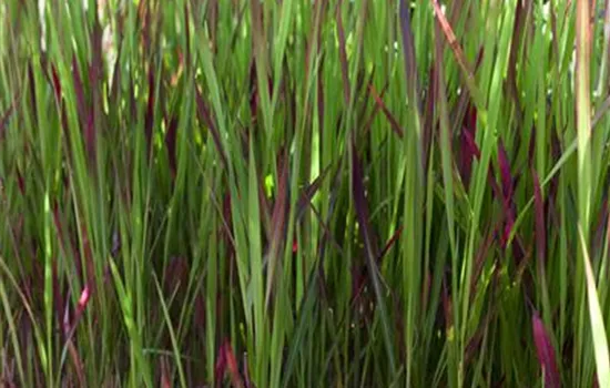 Imperata cylindrica Imperata cylindrica
