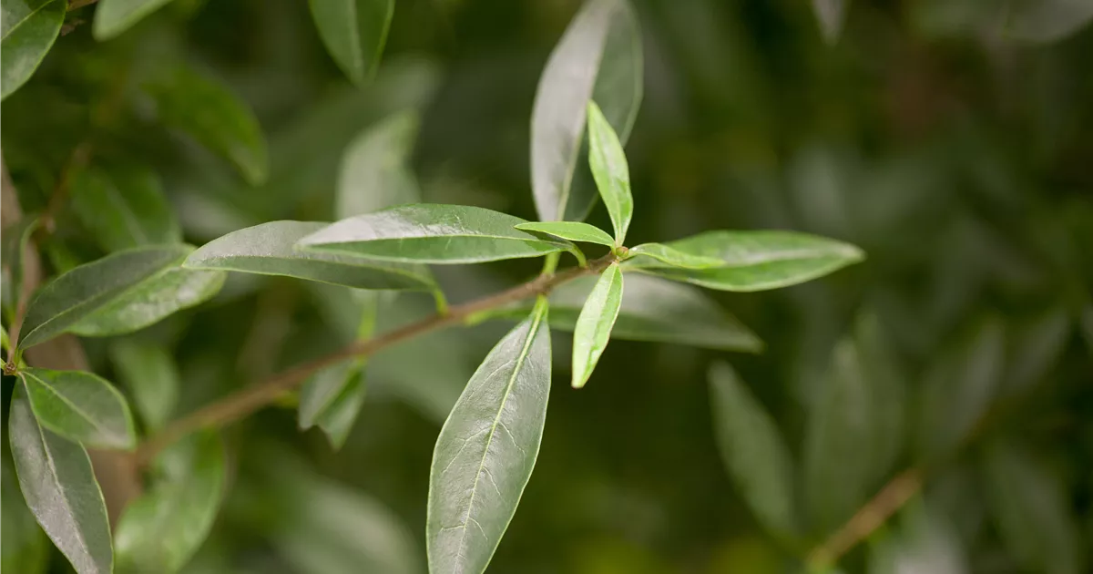 Ligustrum vulgare