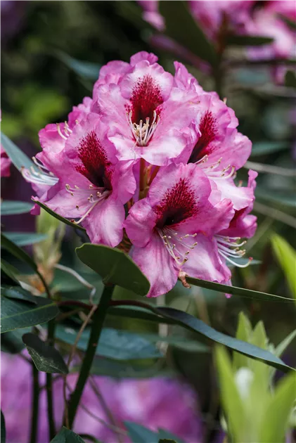 INKARHO Rhododendron