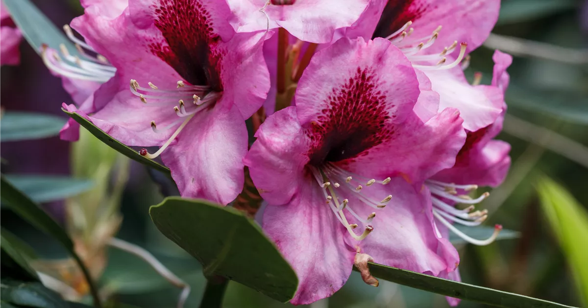 INKARHO Rhododendron