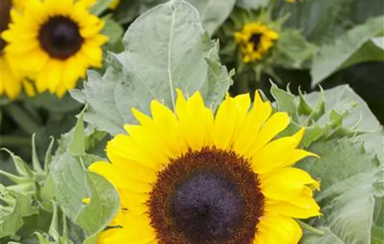 Helianthus annuus Helianthus annuus