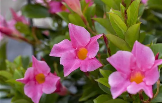 Mandevilla sanderi 'Diamantina'® Mandevilla sanderi 'Diamantina'®