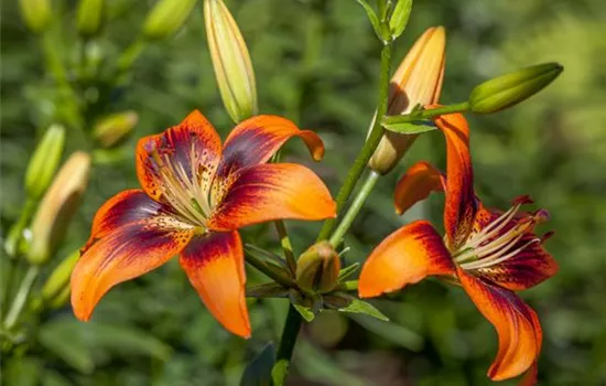 Lilium Asiatic Lilium Asiatic