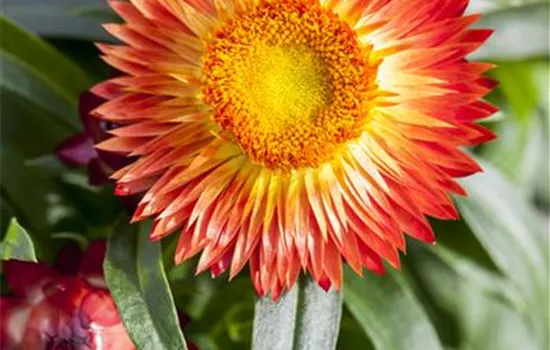 Helichrysum bracteatum Helichrysum bracteatum