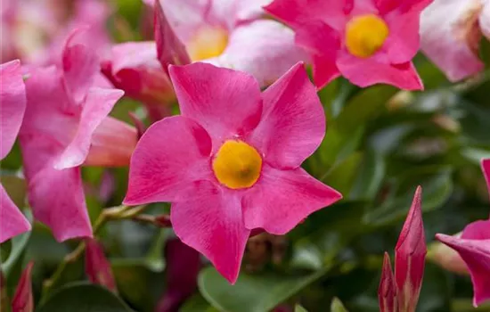 Mandevilla sanderi 'Sundaville'® Mandevilla sanderi 'Sundaville'®