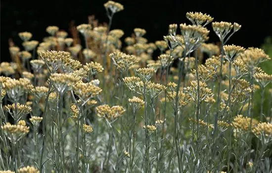 Helichrysum italicum Helichrysum italicum