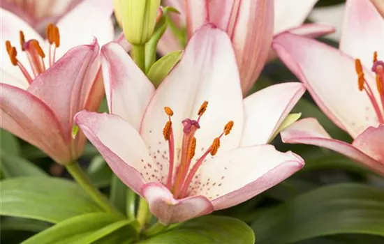 Lilium Oriental Lilium Oriental