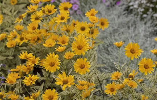 Heliopsis helianthoides