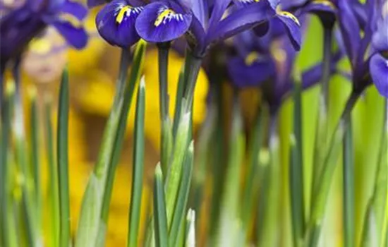 Iris reticulata Iris reticulata