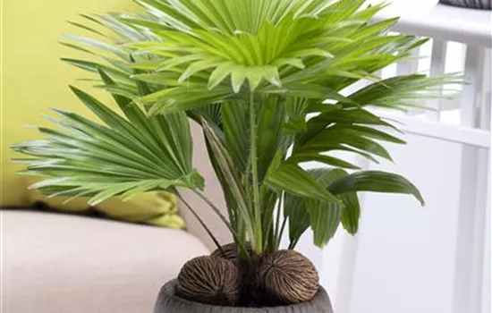 Livistona chinensis Livistona chinensis