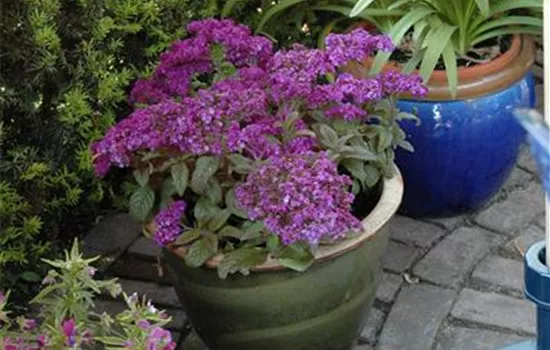 Heliotropium arborescens Heliotropium arborescens