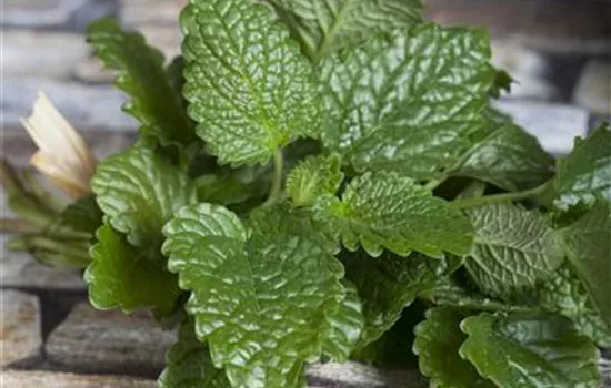 Melissa officinalis Melissa officinalis