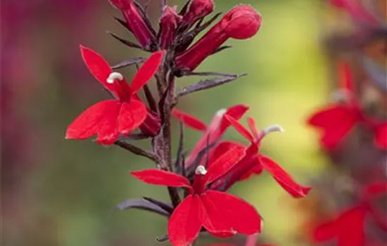 Lobelia x speciosa Lobelia x speciosa