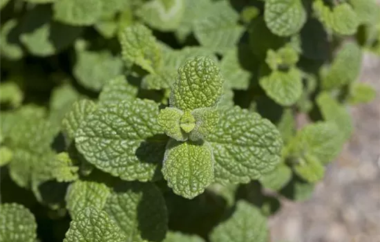Mentha species Mentha species