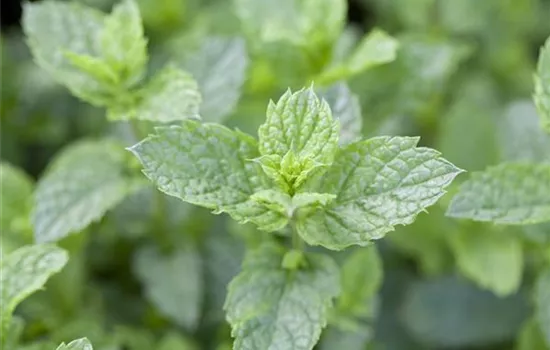Mentha spicata 'Maroccan' Mentha spicata 'Maroccan'