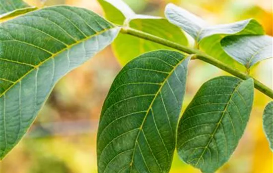 Juglans regia Juglans regia