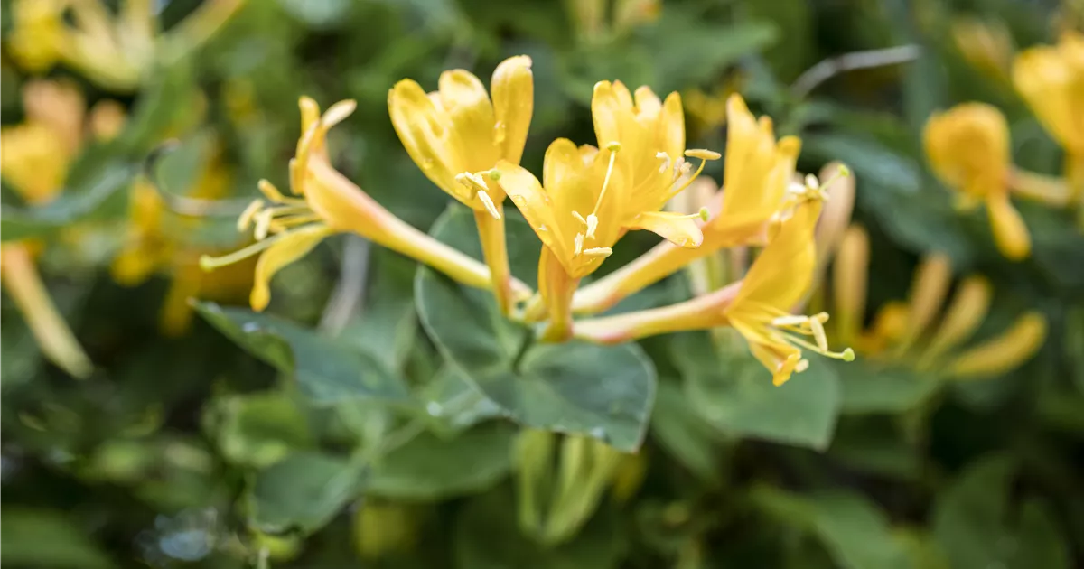 Lonicera heckrottii