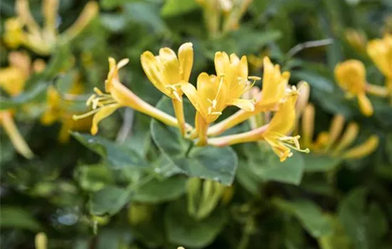 Lonicera heckrottii Lonicera heckrottii