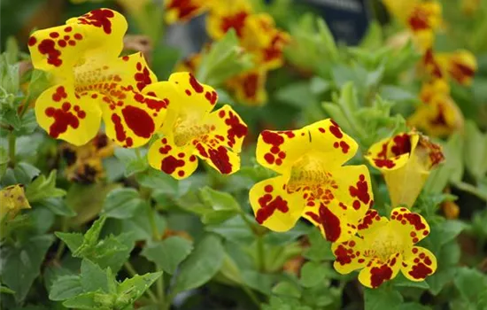 Mimulus x hybrida Mimulus x hybrida