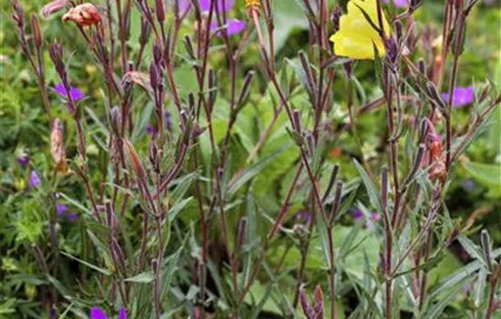 Oenothera fruticosa Oenothera fruticosa
