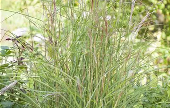 Miscanthus sinensis 'Kleine Fontäne' Miscanthus sinensis 'Kleine Fontäne'