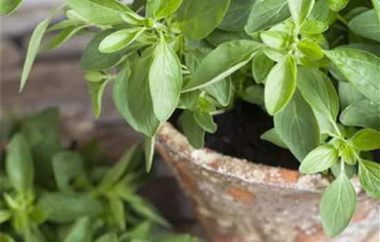 Origanum majorana Origanum majorana